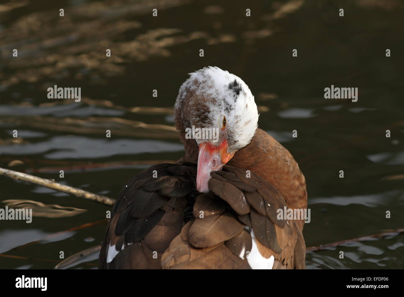 muscovy duck ( cairina moschata ) scratching its plumage while standing in a small pond Stock Photo