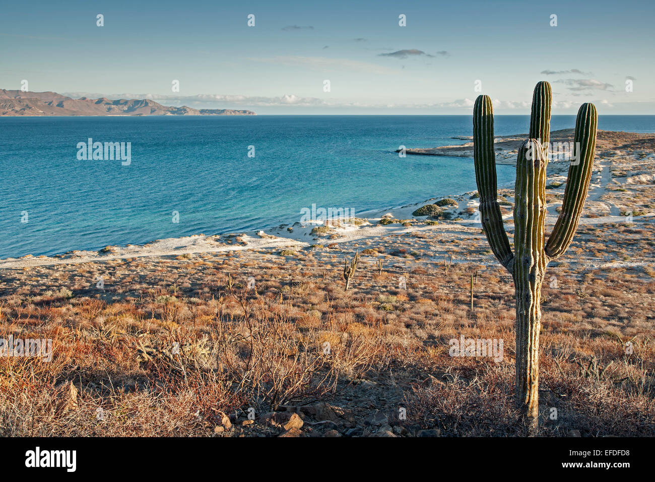 Cactus and sand dunes, near El Tecolote Beach, La Paz, Baja California Sur, Mexico Stock Photo