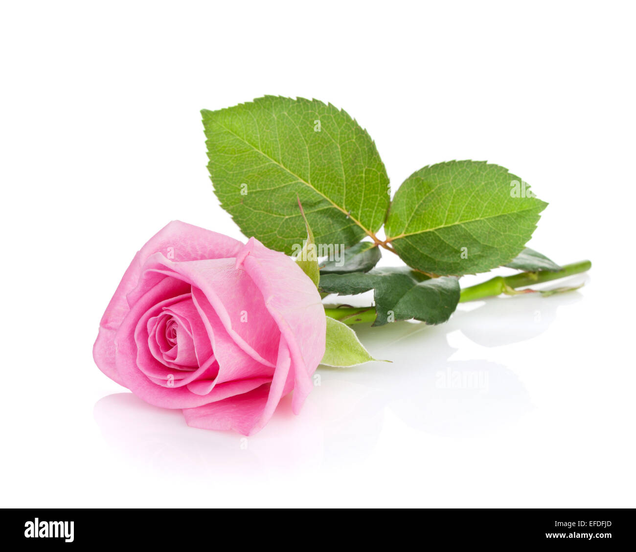 Pink rose flower. Isolated on white background Stock Photo - Alamy