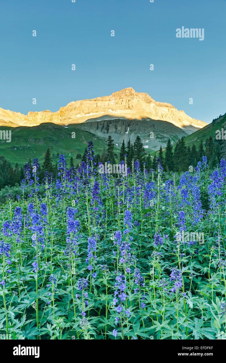 Subalpine Larkspur (Delphinium barbeyi) and Gilpin Peak, Yankee Boy Basin, near Ouray, Colorado USA Stock Photo