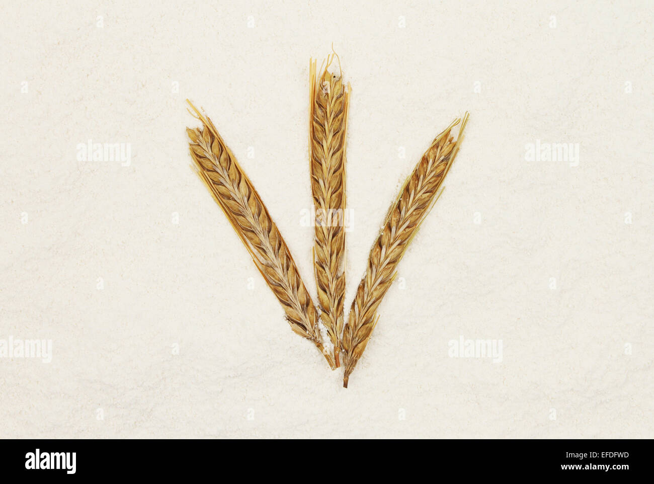 Three ears of barley on a bed of flour Stock Photo