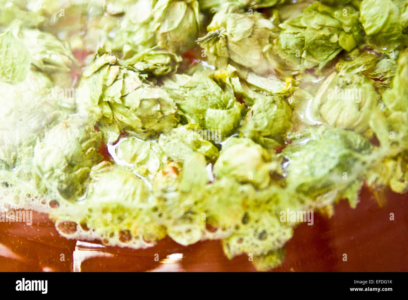 Hops floating in homebrewed Beer during Dry hopping Stock Photo