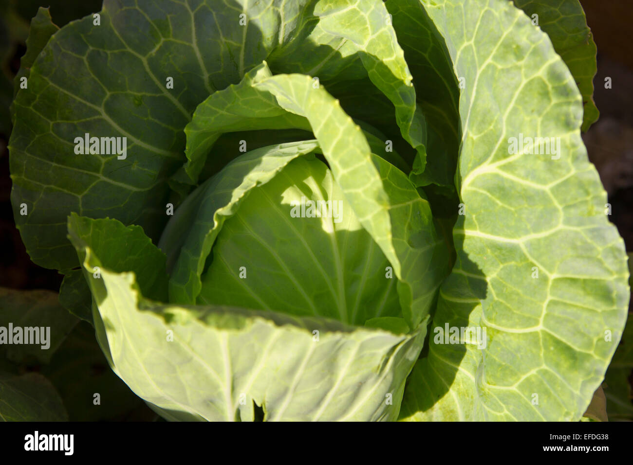 Cabbage Stock Photo