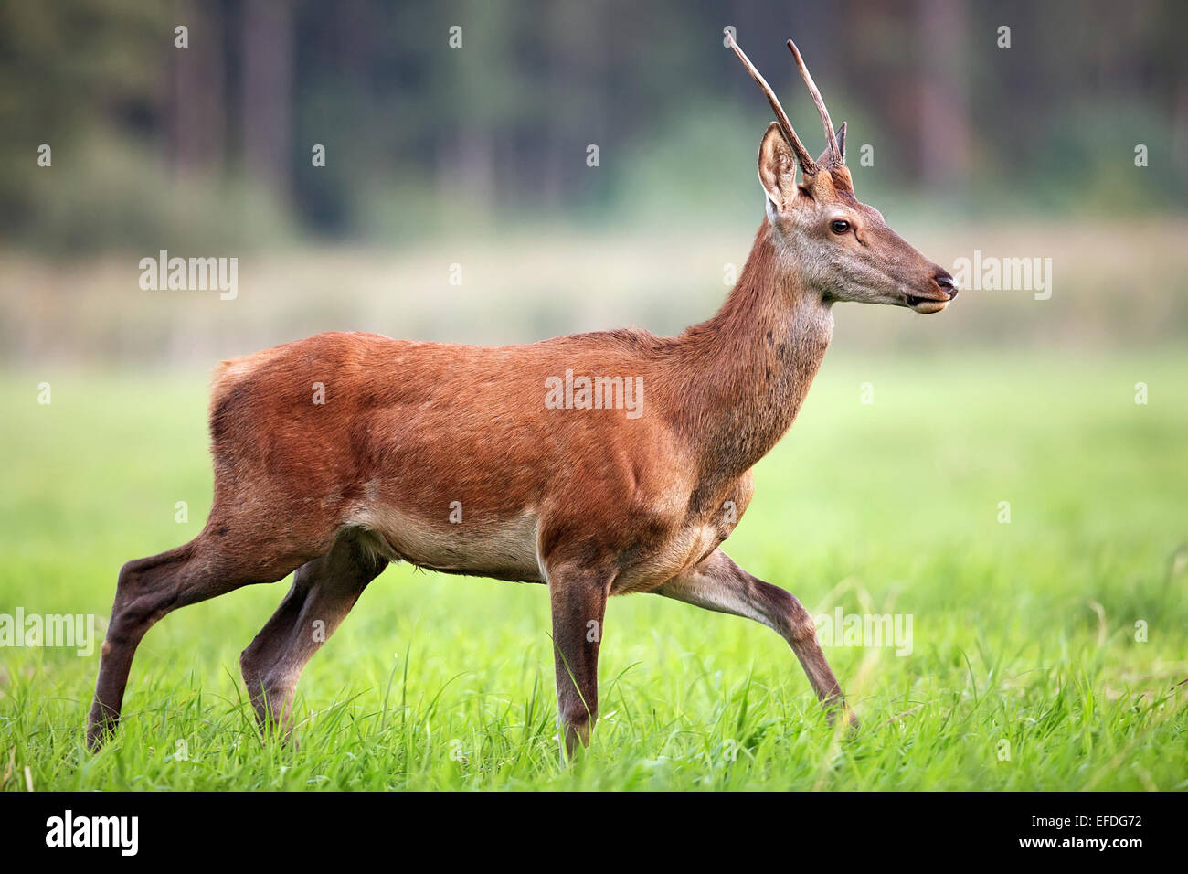 Red deer in the wild Stock Photo