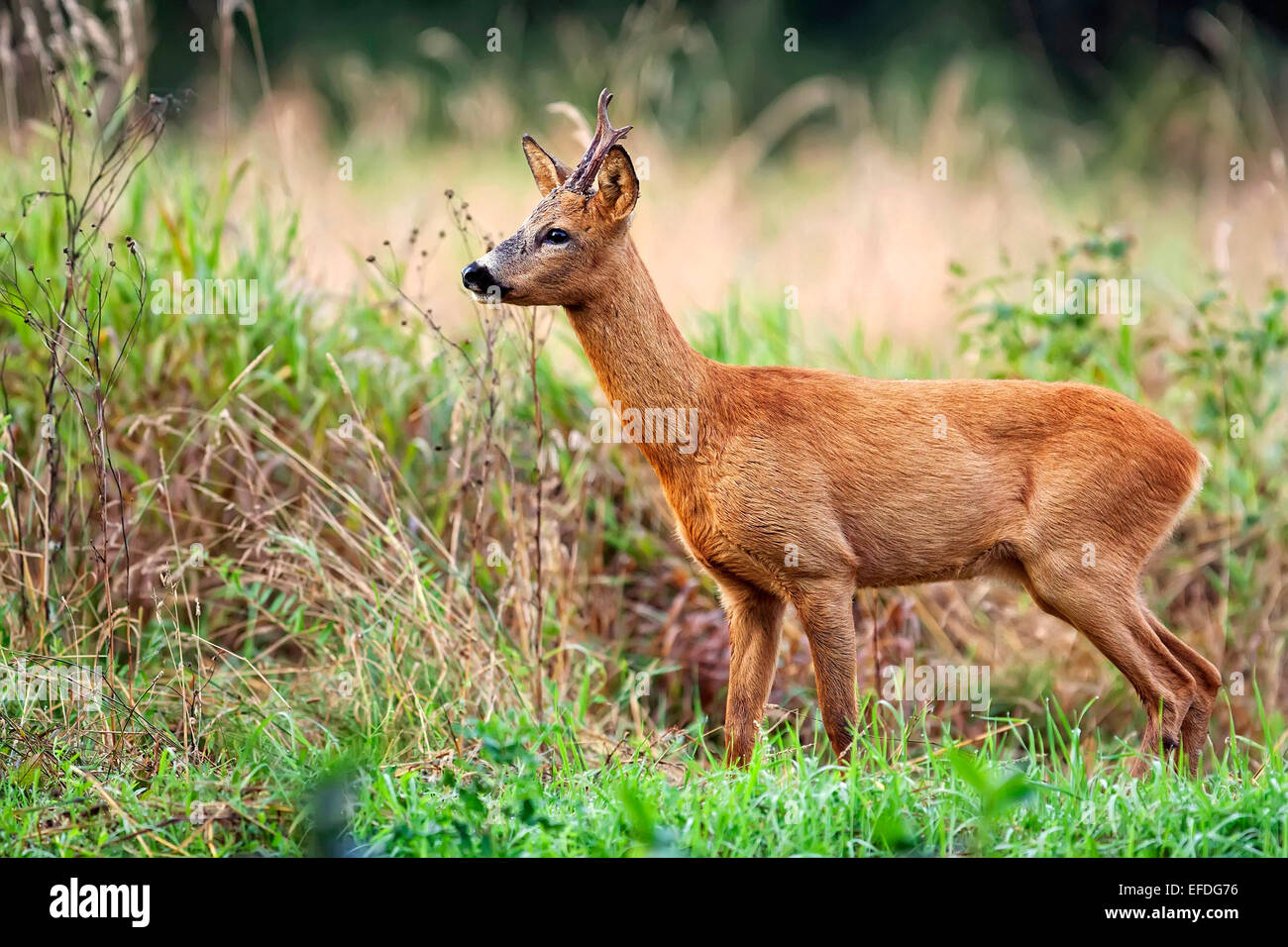 Buck deer in a clearing Stock Photo