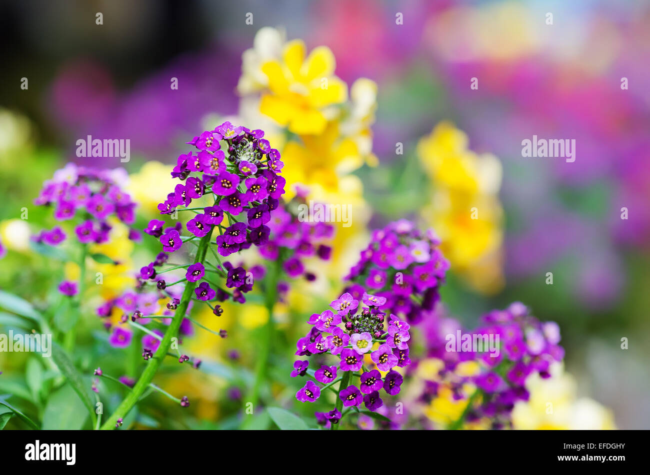Pink yellow flowers Stock Photo - Alamy
