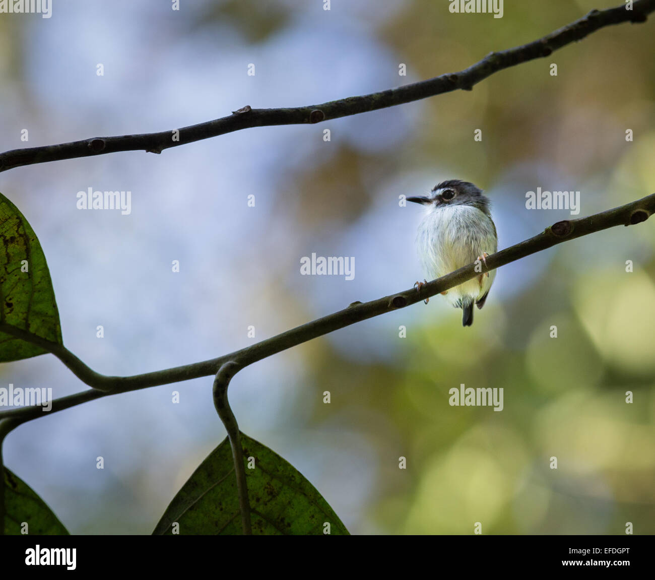 Tiny Black Capped Pygmy Tyrant Myiornis atricapillus dwarfed by rainforest leaves at Sarapiqui Costa Rica Stock Photo