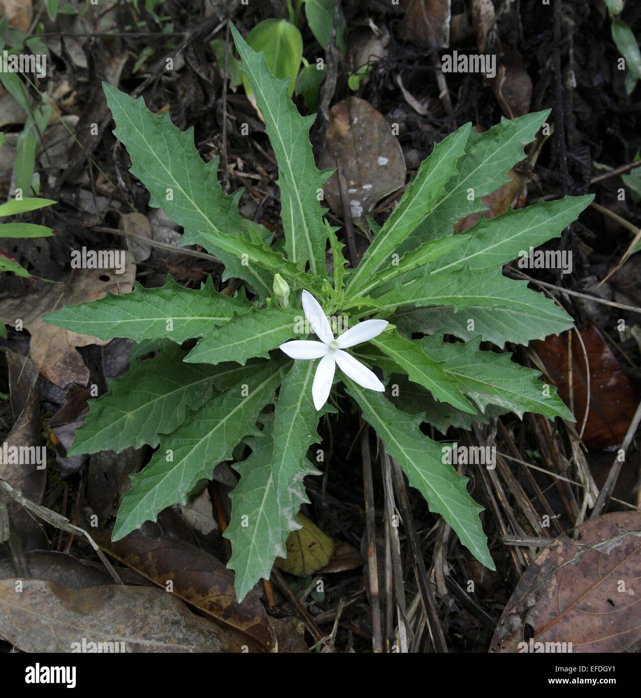 Horse Poison Hippobroma longiflora near La Fortuna  Costa Rica has a starry white flower and serrated leaves Stock Photo