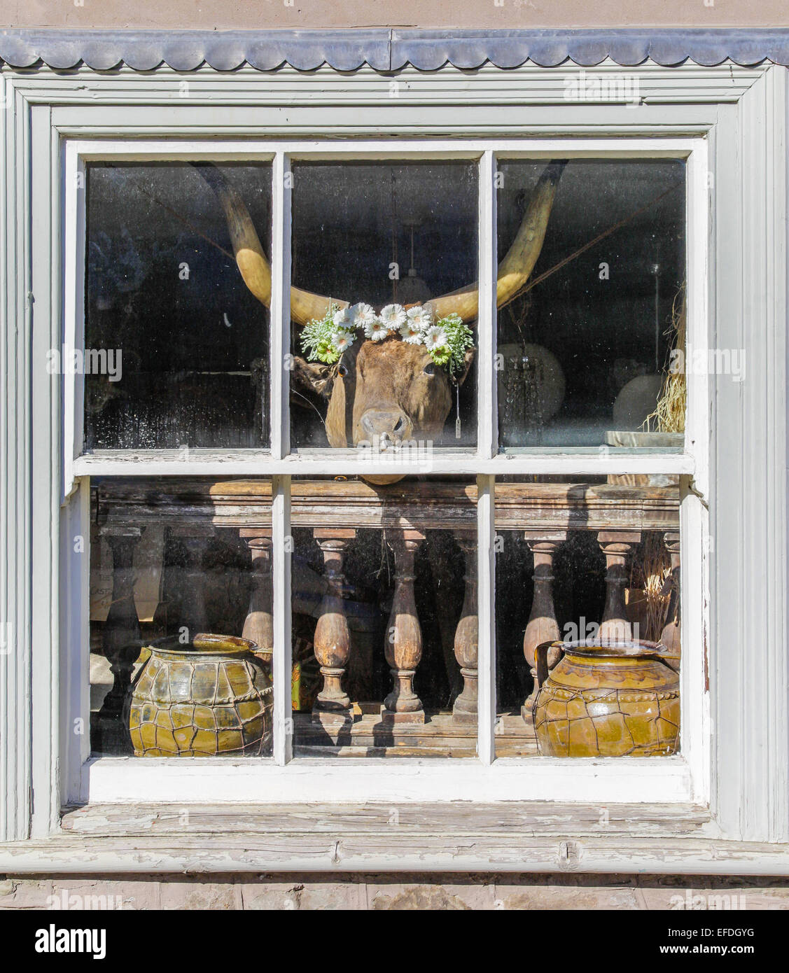 Eclectic window dressing of an antique and paraphernalia shop in Hay on Wye UK with garlanded bull's head and ballustrade Stock Photo