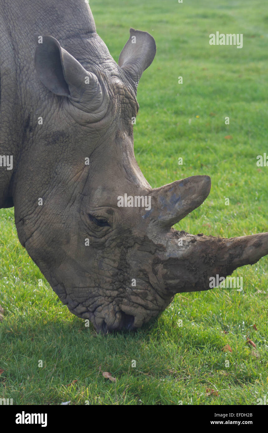Rhinoceros, rhino, Rhinocerotidae, grazing on green grass. Stock Photo