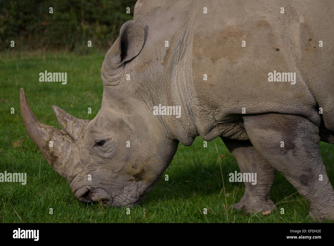 Rhinoceros, rhino, Rhinocerotidae, grazing on green grass. Stock Photo