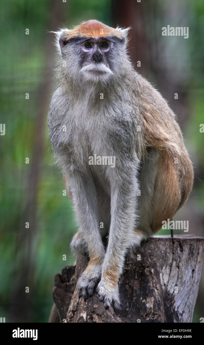 Crab Eating Macaque male in wildlife park in Costa Rica - captive animal which is not native to CR Stock Photo
