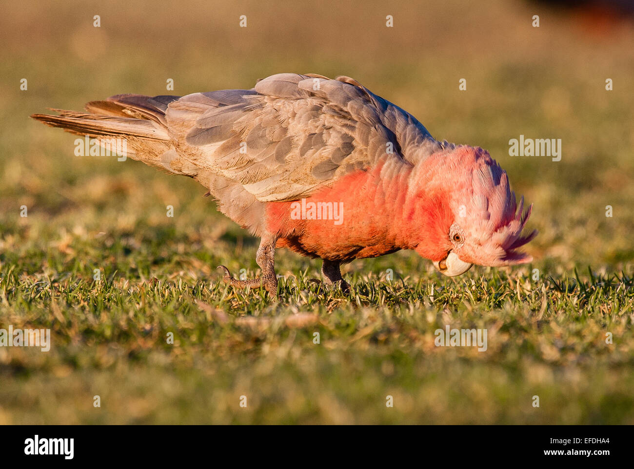 Australian grass seeds hires stock photography and images Alamy