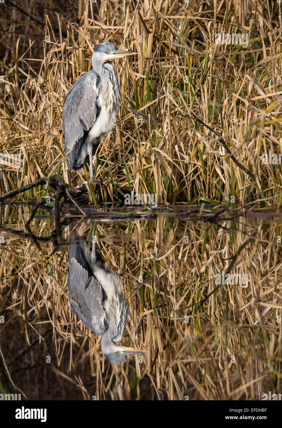 Grey heron and reflection on the reedy edge of water filled peat workings at Westhay Moor on the Somerset levels UK Stock Photo