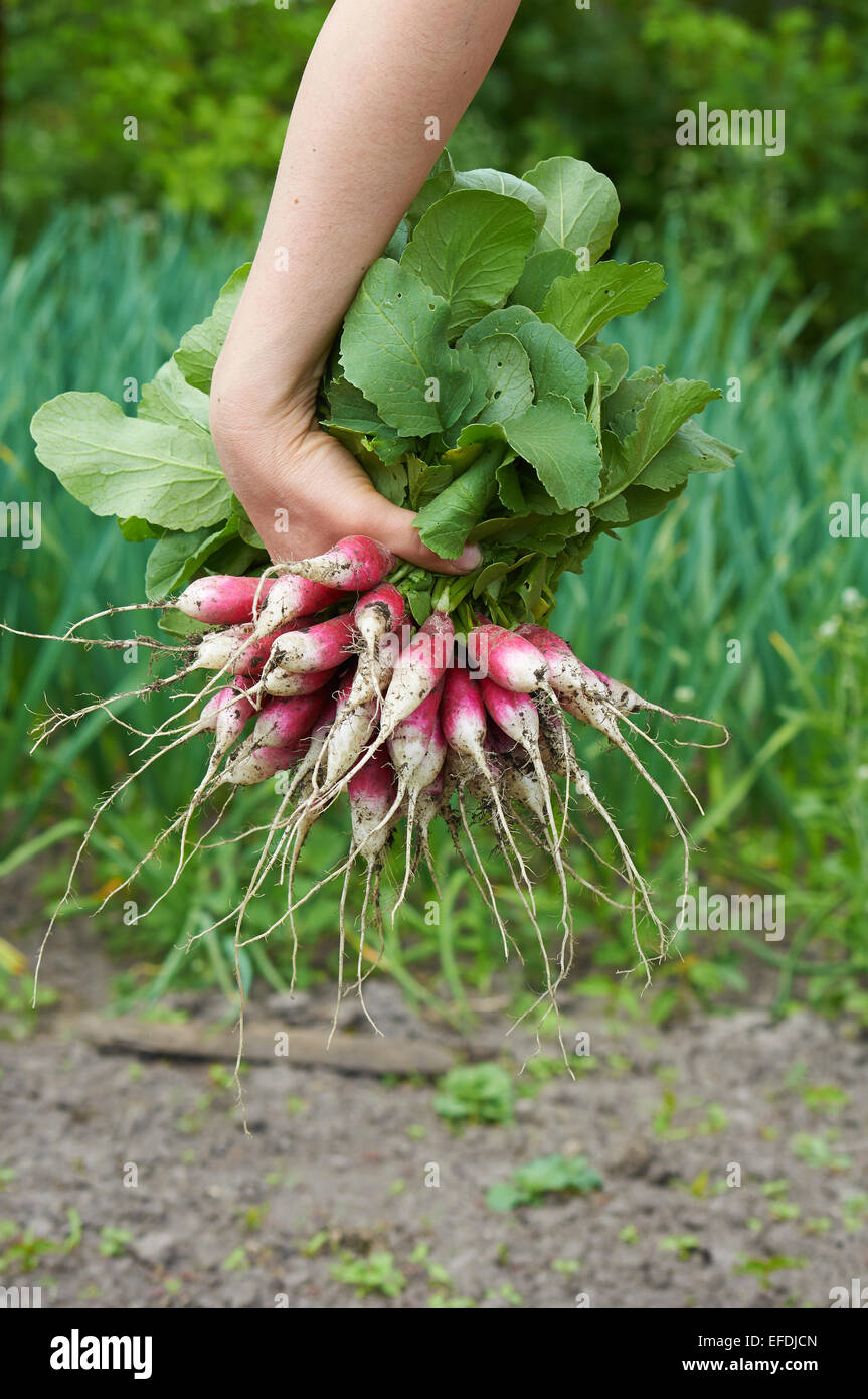 woman hand holding a bunch of long radish Stock Photo