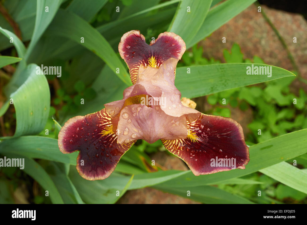 top view of burgundy iris flower growing in the garden Stock Photo