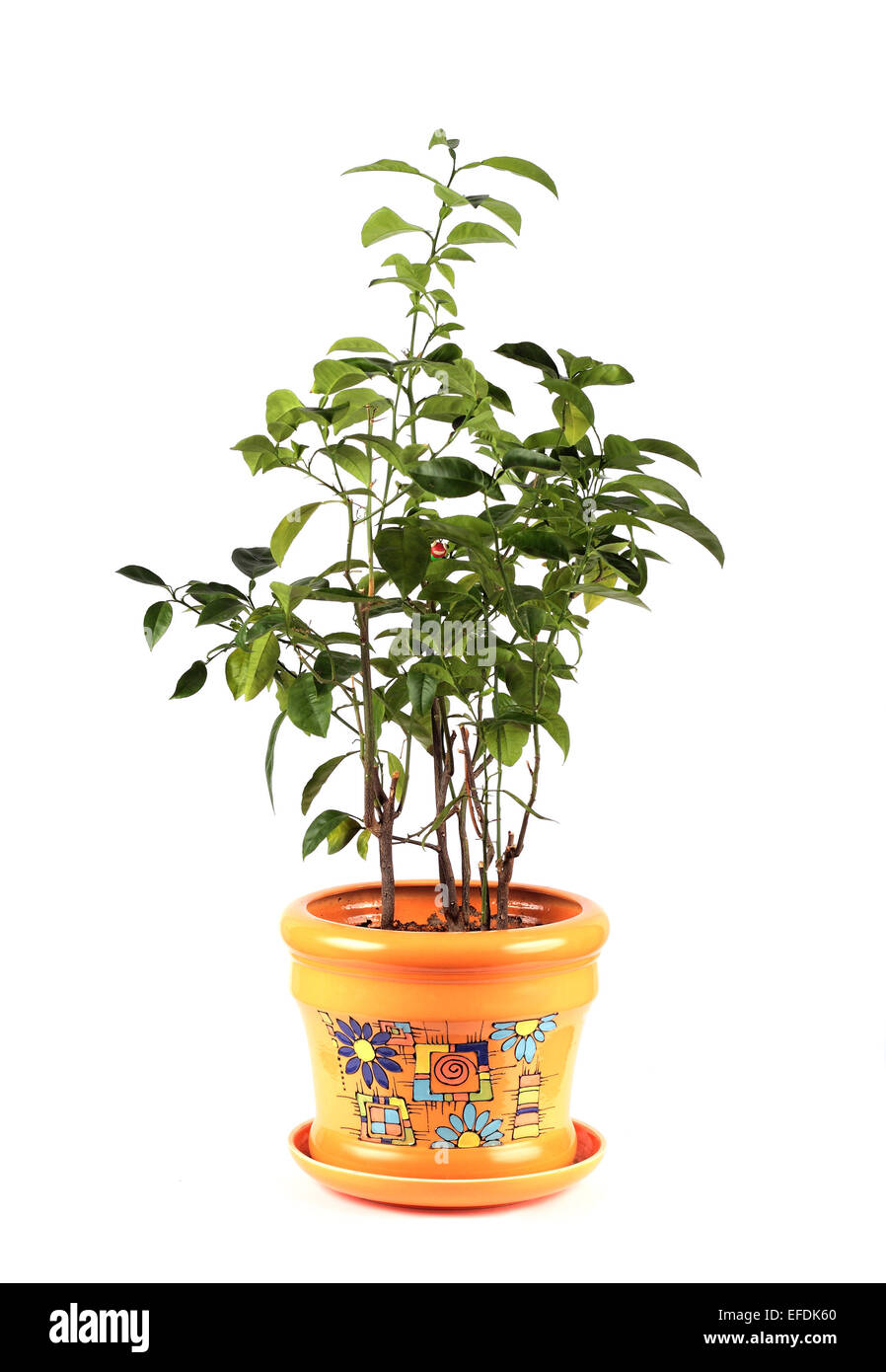Lemon tree in an orange pot on a white background Stock Photo - Alamy