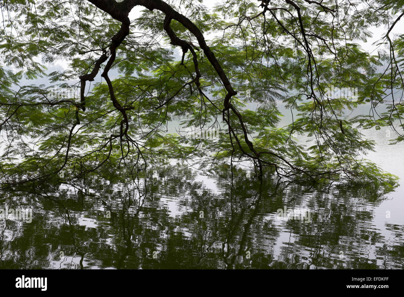 Trees Overhanging Hoan Kiem Lake Hanoi Vietnam Stock Photo - Alamy