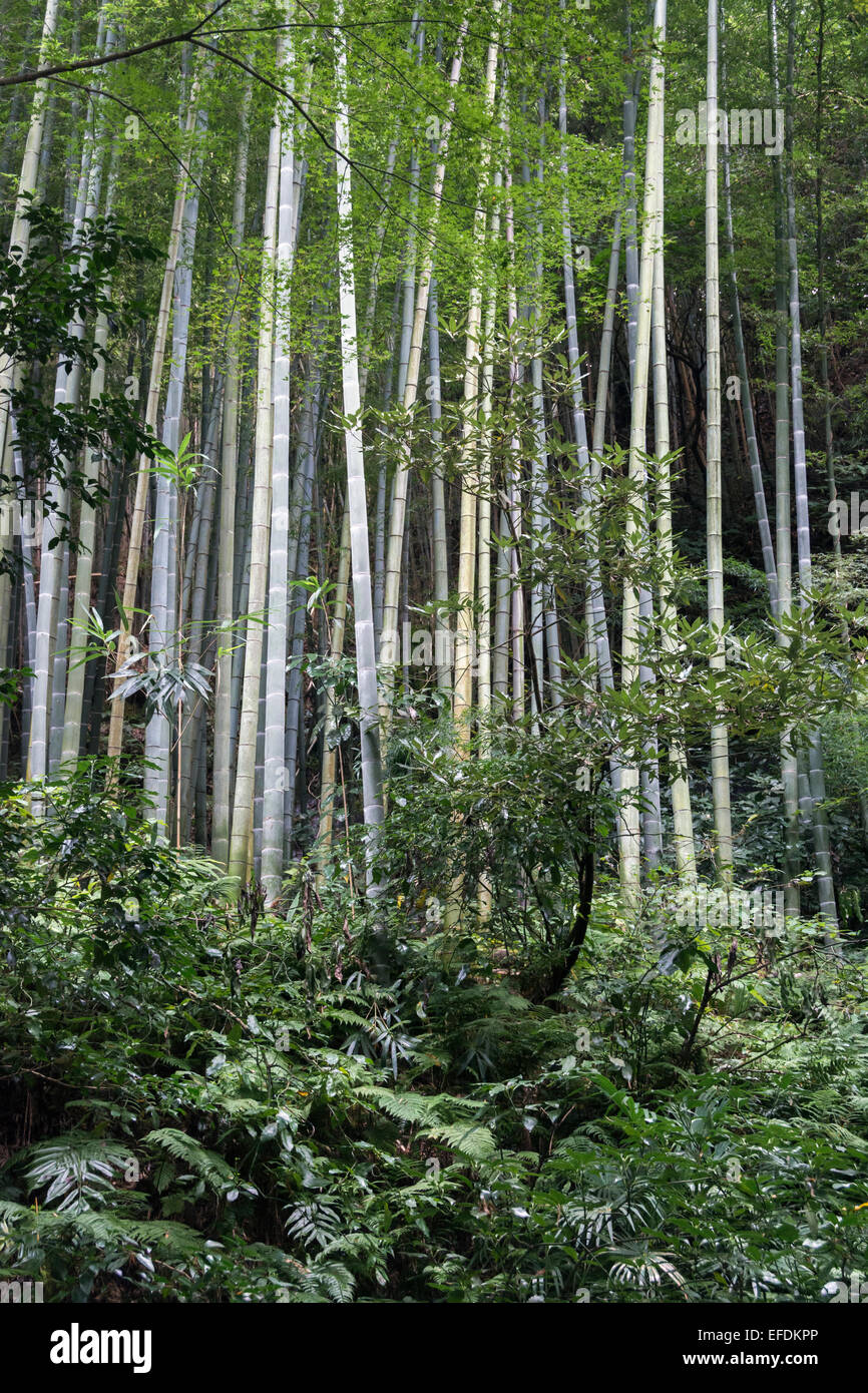 Stand of bamboo, Zuisen-ji temple, Kamakura, Japan Stock Photo