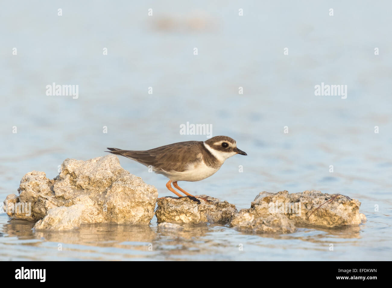 Ringed Plover (Charadrius hiaticula) foraging in between rocks on wetlands Stock Photo