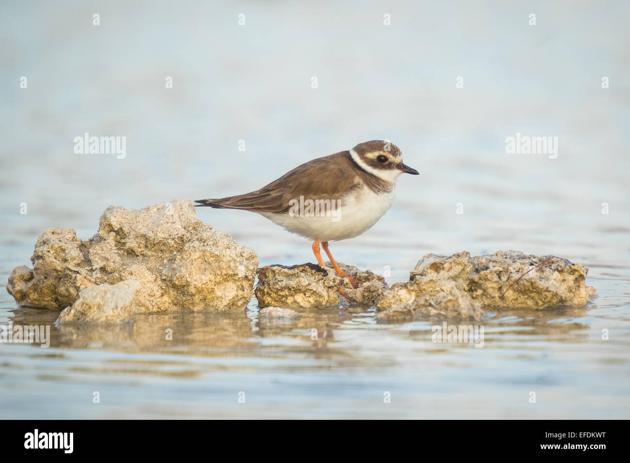 Foraging On Rocks Ringed Plover (Charadrius hiaticula) foraging in between rocks on ...