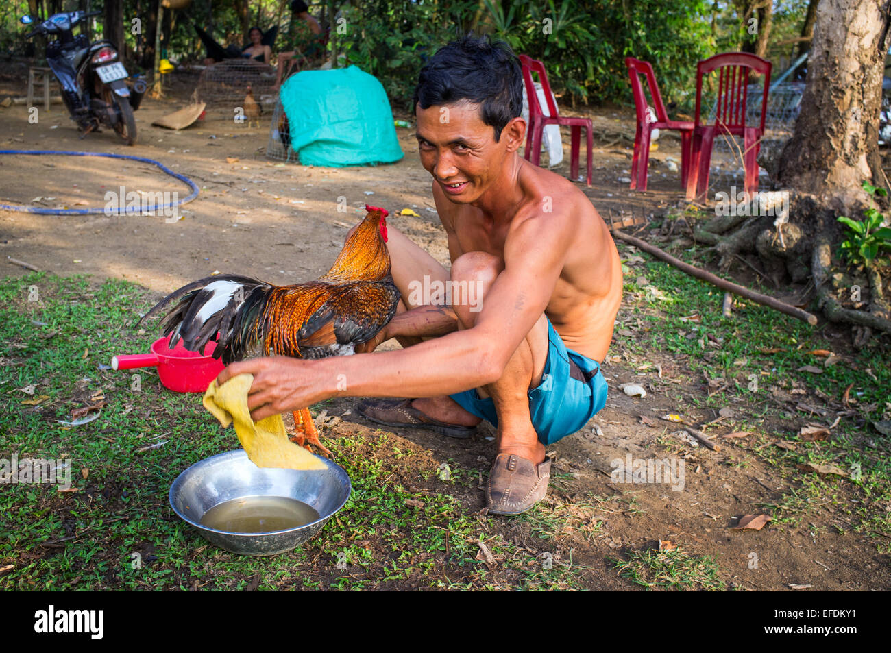 A man with a rooster, Phu Quoc Island, Vietnam Stock Photo