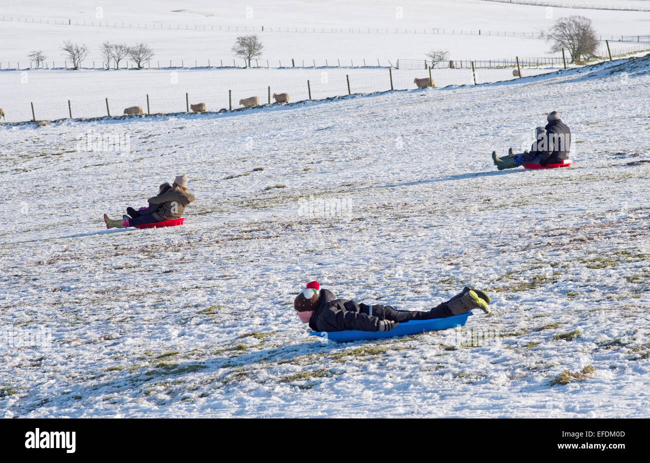 Lake District, Cumbria, UK. 1st February, 2015. UK Weather: After the recent snowfall, on a sunny but bitterly cold day, a family enjoys sledging on the fells near Caldbeck, the Lake District, Cumbria, England UK. Credit:  Julie Fryer/Alamy Live News Stock Photo