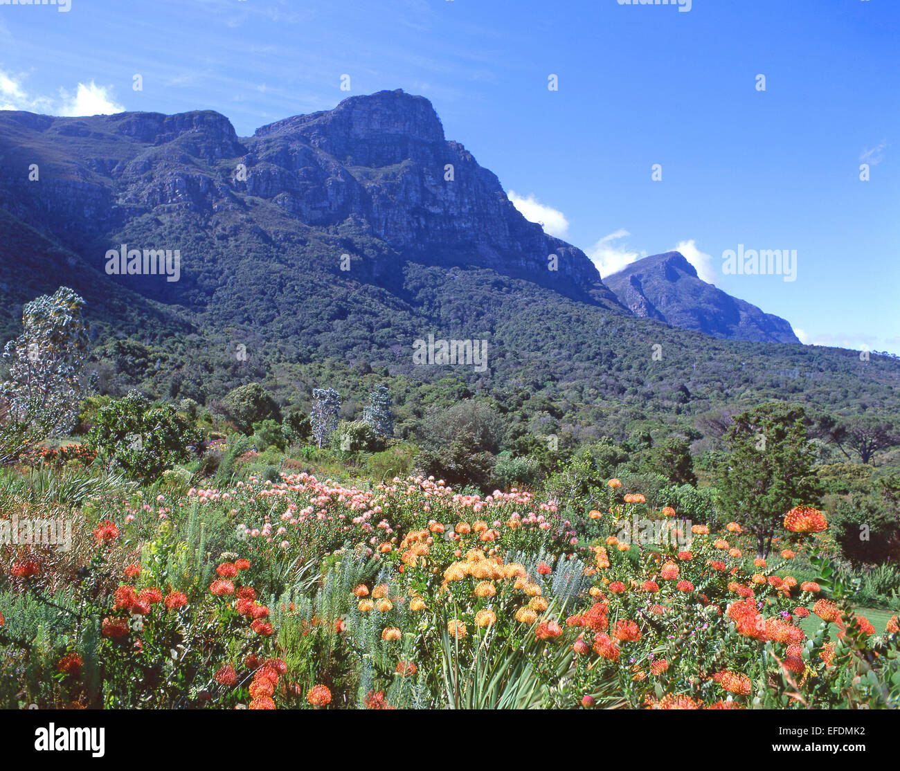 Kirstenbosch National Botanical Garden at foot of Table Mountain, Cape Town, Western Cape Province, Republic of South Africa Stock Photo