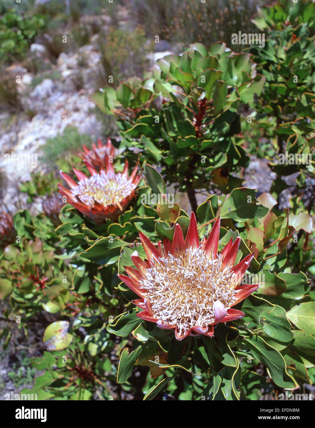 King Protea (Protea cynaroides) flower, Kirstenbosch Gardens, Cape Town, Western Cape Province, Republic of South Africa Stock Photo