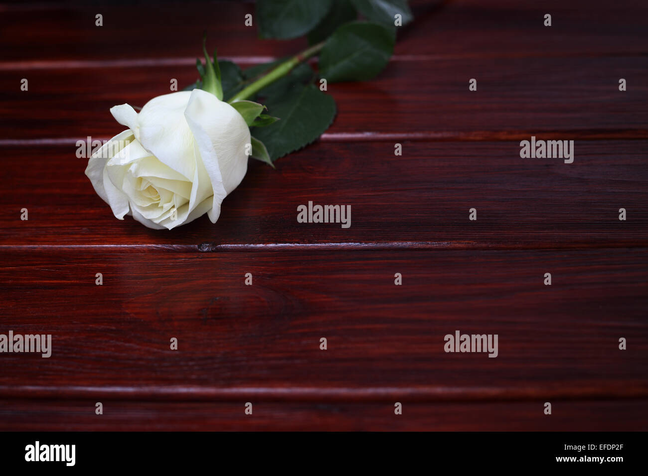 White natural rose on dark brown wooden background Stock Photo - Alamy