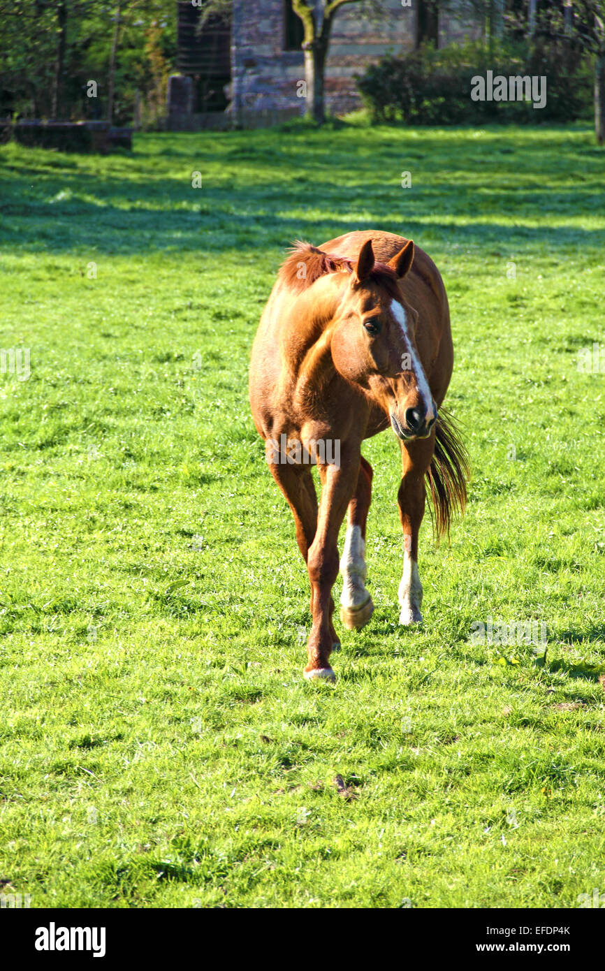 Beautiful brown horse on green summer field close up Stock Photo - Alamy