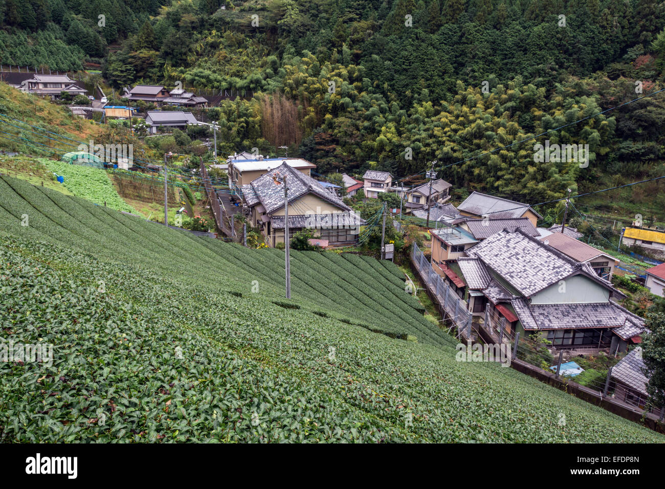 Green tea fields and village in the mountains near Shizuoka, Japan