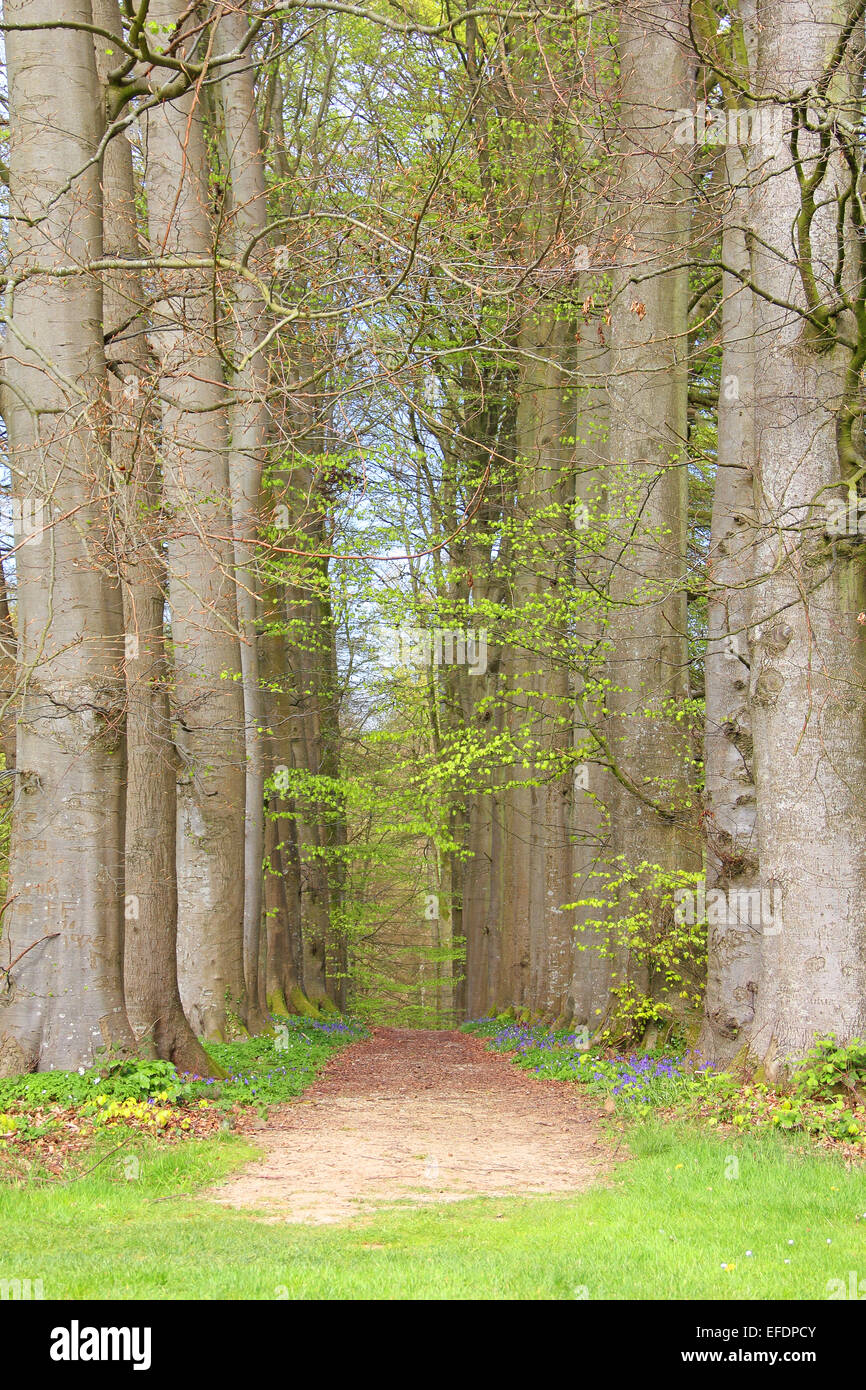 Old tree alley hi-res stock photography and images - Alamy