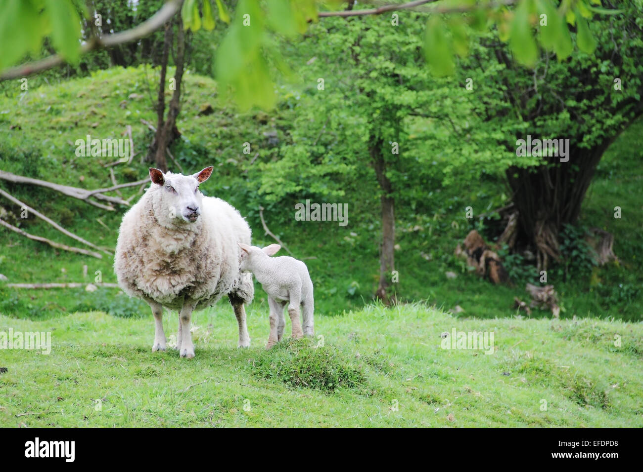 Mother sheep with her cute lamb on pasture Stock Photo - Alamy