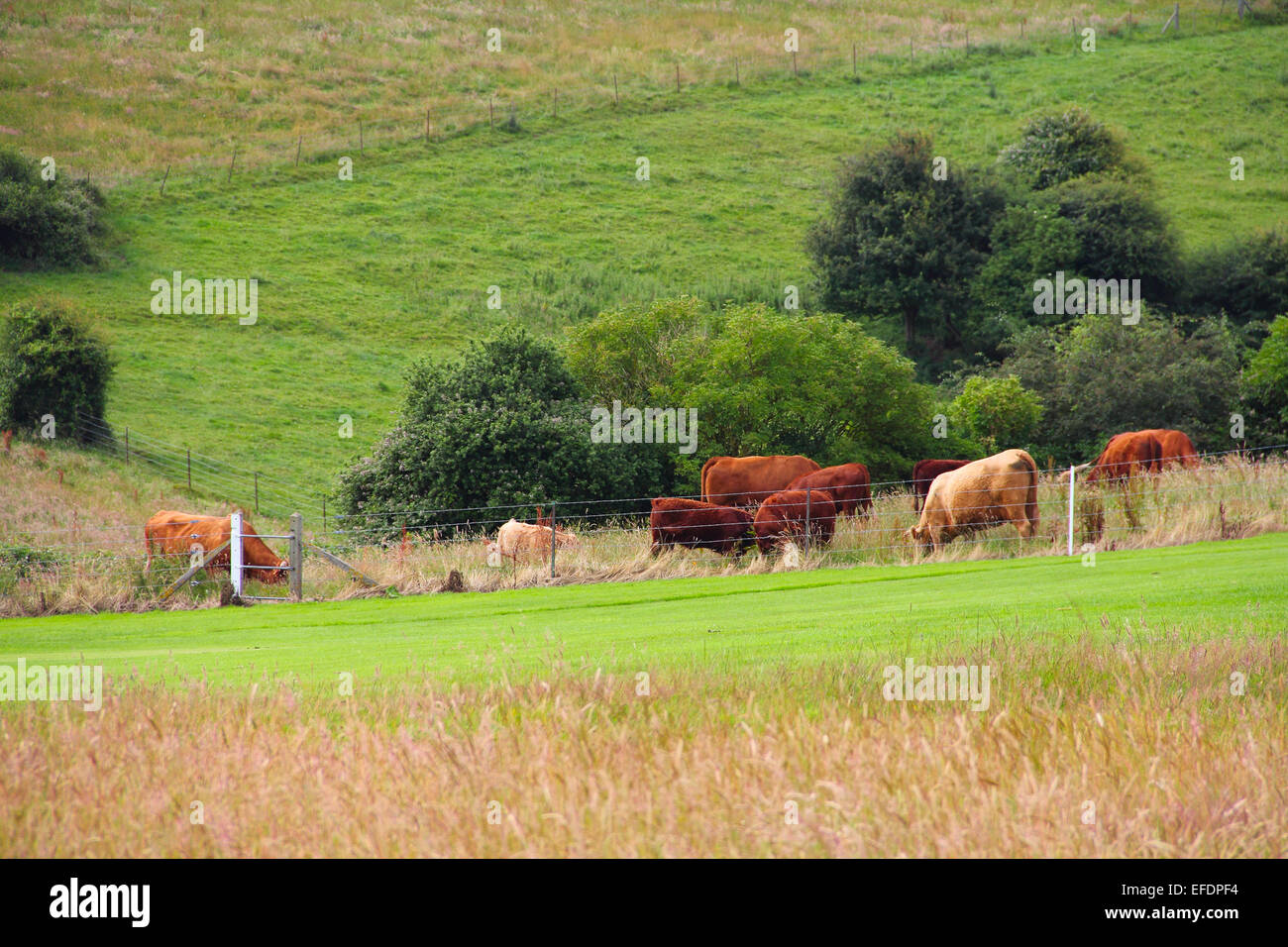 Cattle Grazing on Farmland near Dieppe, Normandy, France Stock Photo