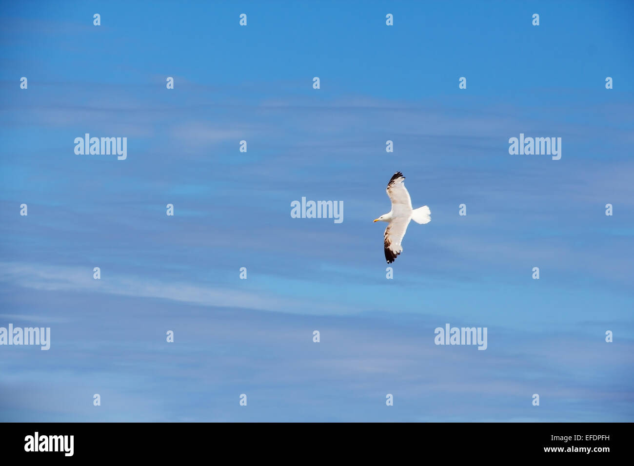 Flying seagull in blue sky with clouds close-up Stock Photo - Alamy