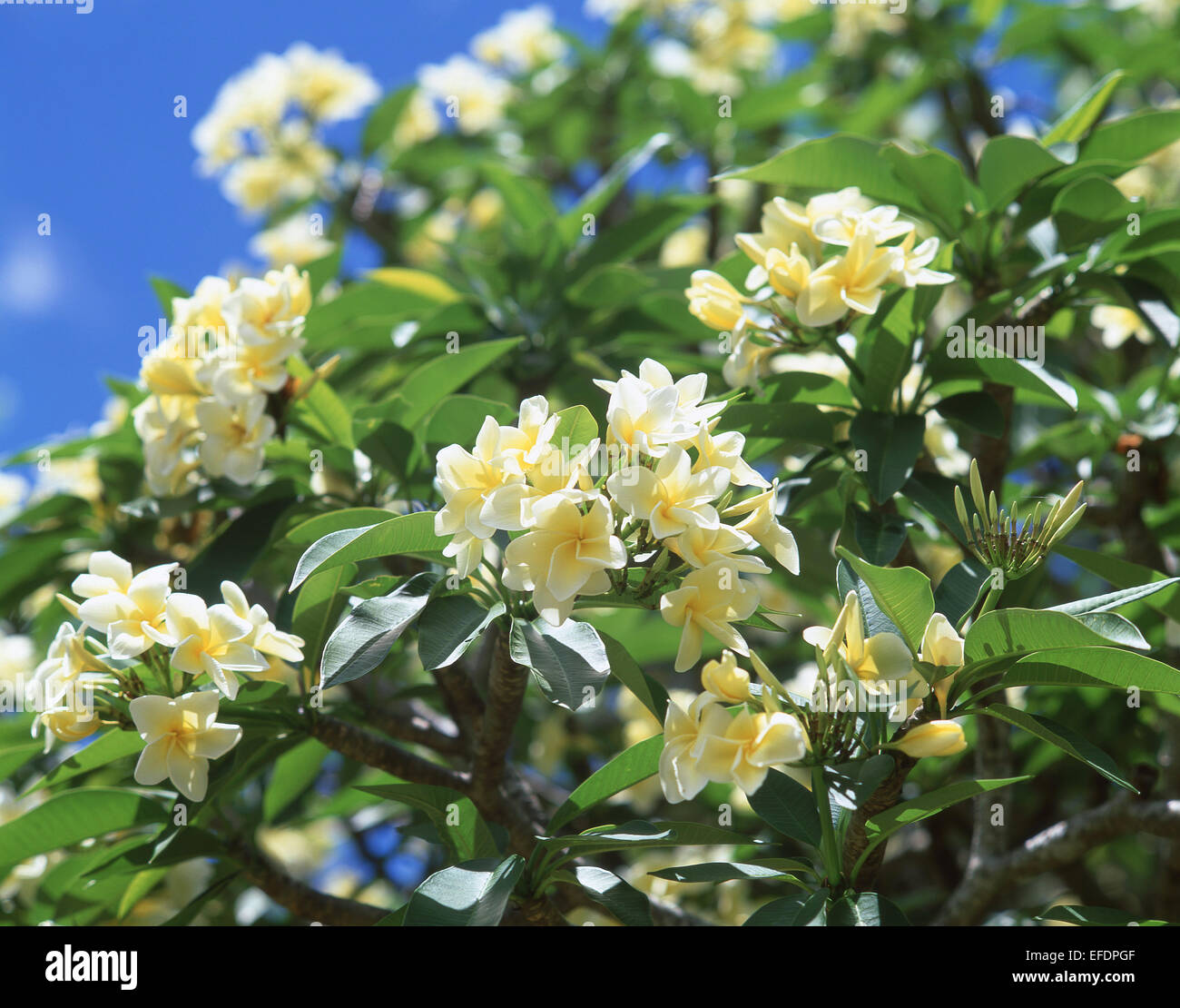 Frangipani flowers, Saint Vincent, Saint Vincent and the Grenadines, The Lesser Antilles, Caribbean Stock Photo