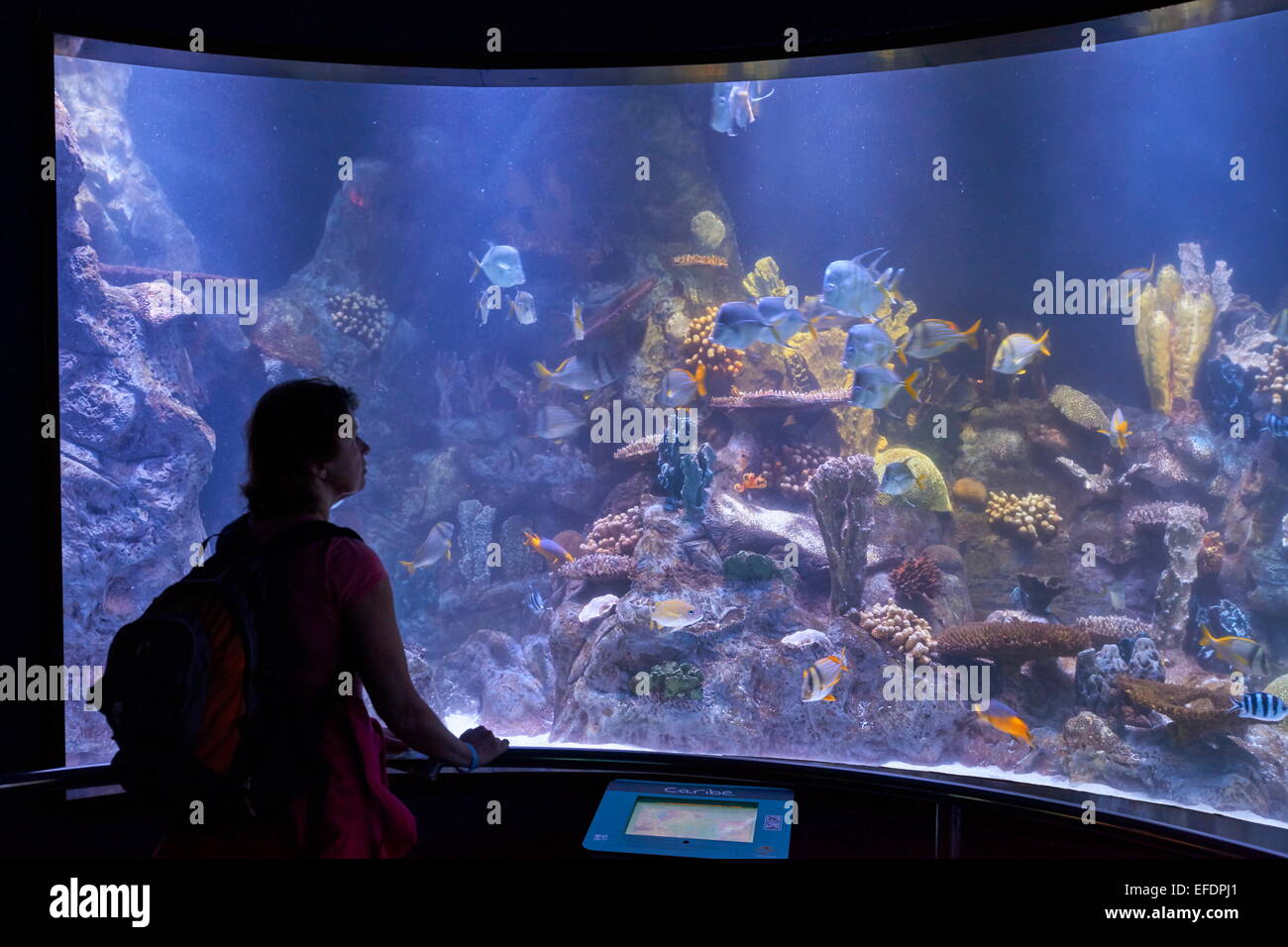 Aquarium in Loro Parque, Puerto de la Cruz, Tenerife, Canary Islands, Spain Stock Photo
