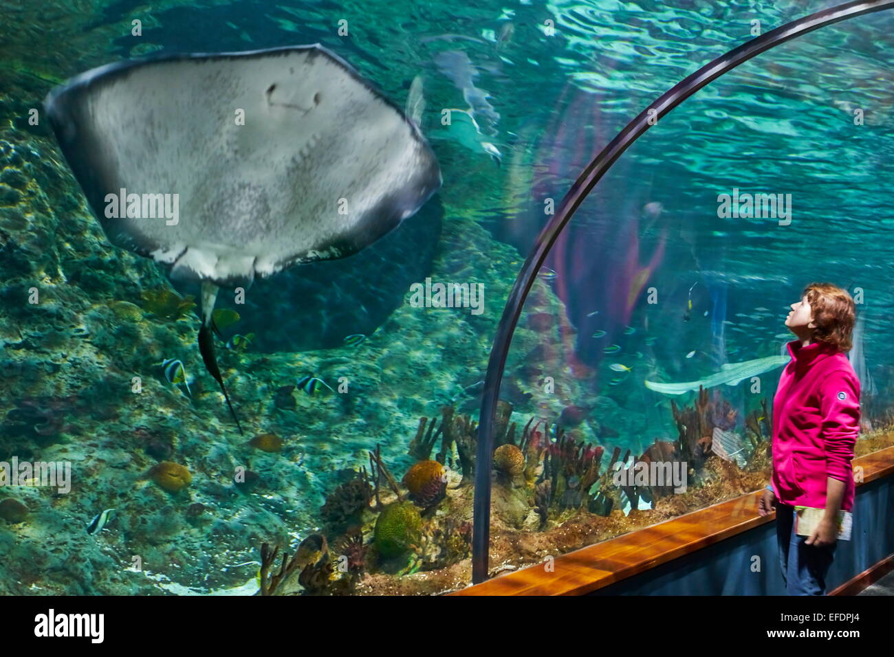 The Stingray, aquarium in Loro Parque, Puerto de la Cruz, Tenerife, Canary Islands, Spain Stock Photo