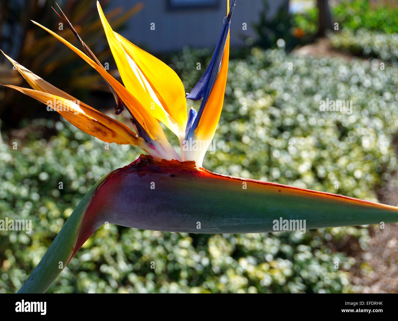 Birds of paradise flower hires stock photography and images Alamy