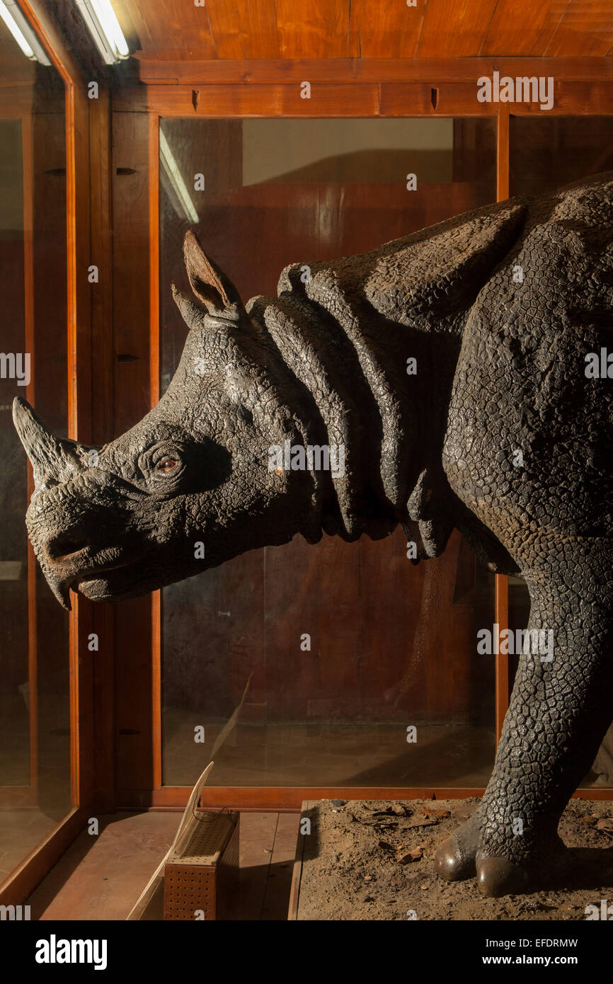 Javan rhinoceros (Rhinoceros sondaicus) specimen at Zoology Museum in