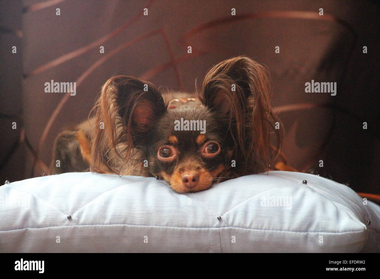 Small ears hires stock photography and images Alamy