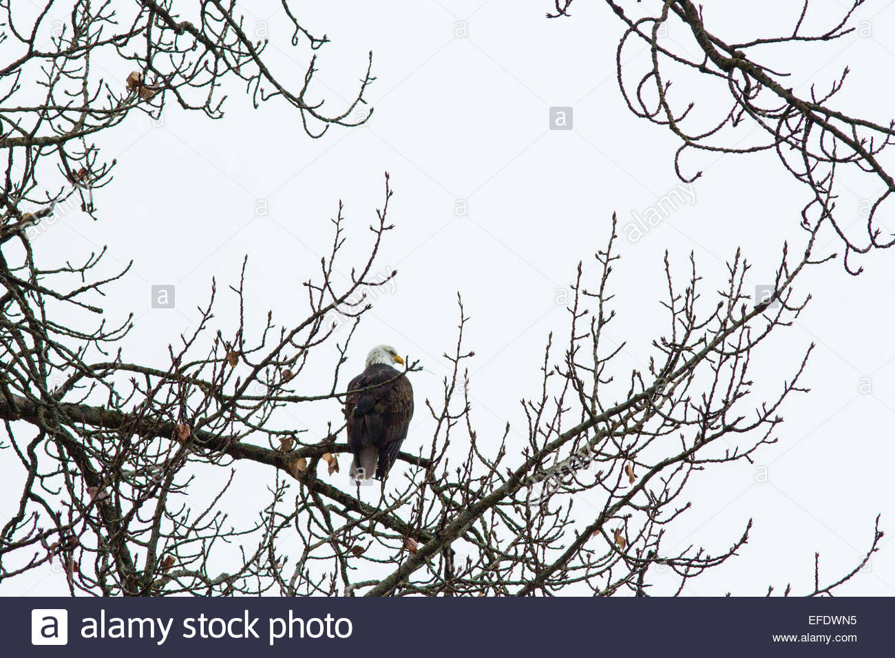 Idaho Wolf Stock Photos & Idaho Wolf Stock Images - Alamy