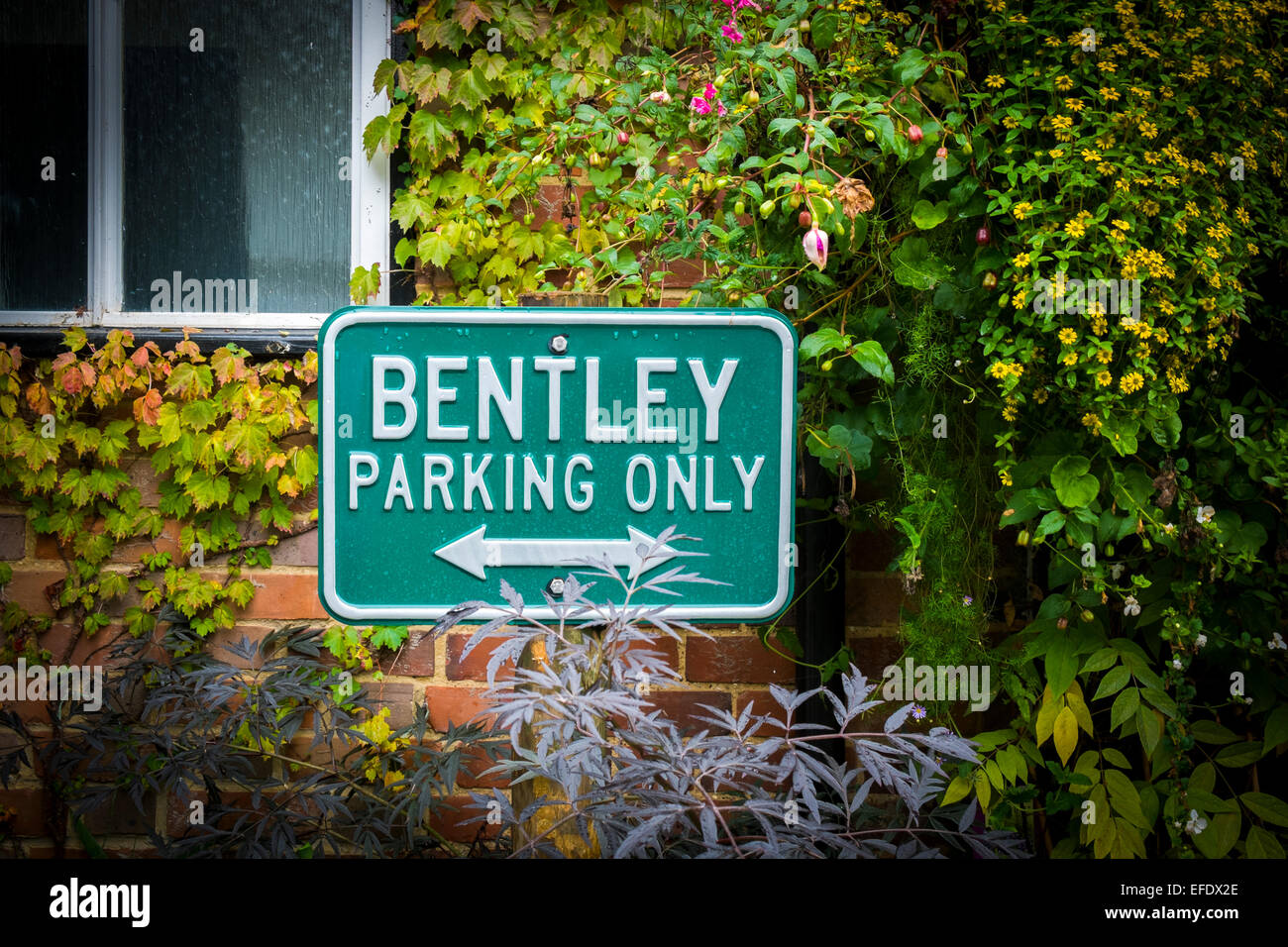 Bentley parking only metal sign in ivy growing on the side of a brick built house. Stock Photo