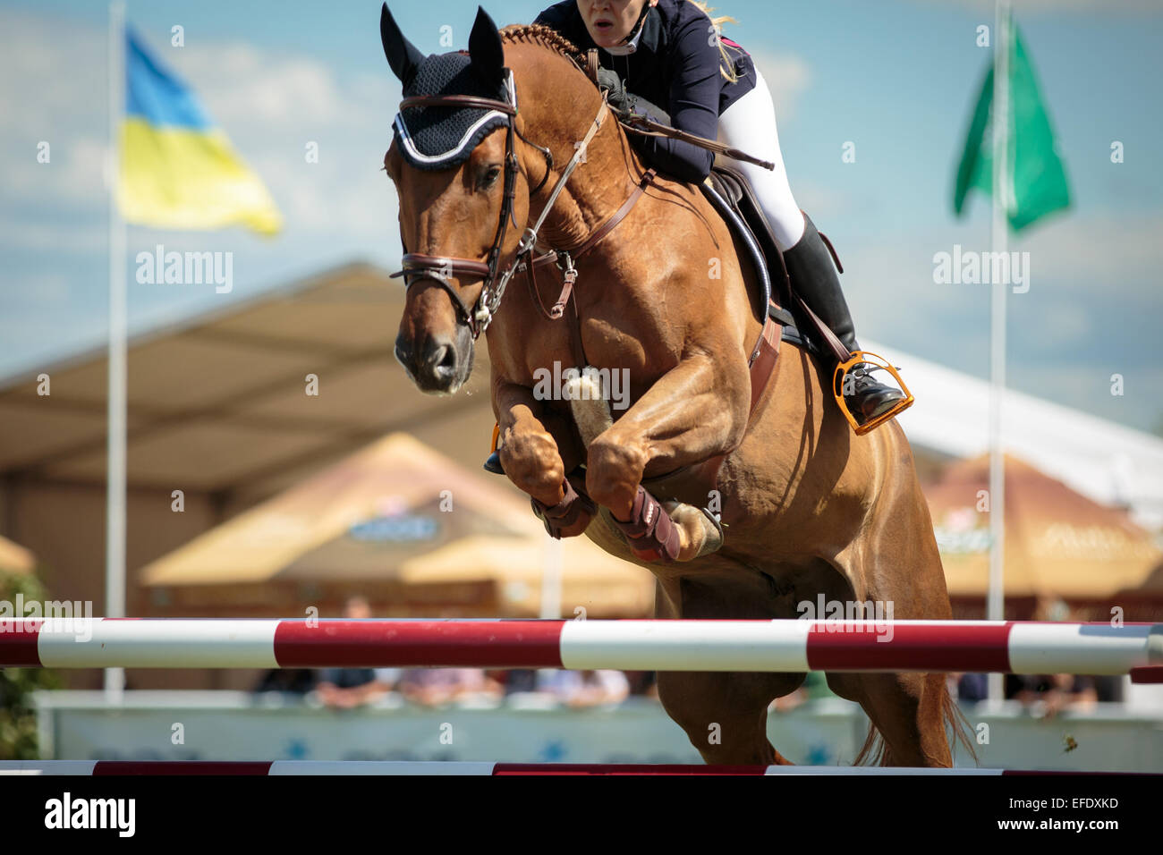 A rider on a sports horse jumping over an obstacle in equestrian competition Stock Photo