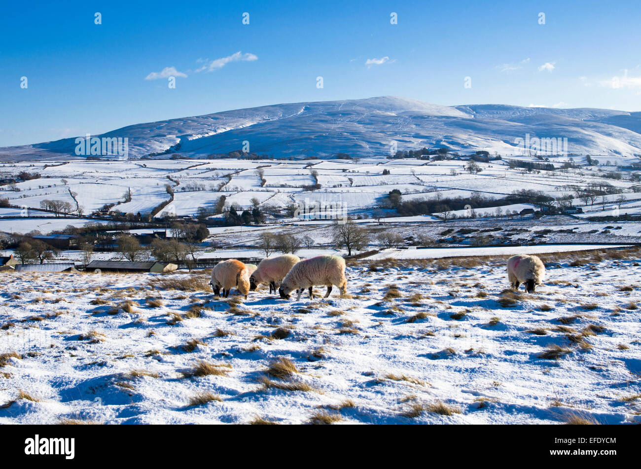 Lake District, Cumbria, UK. 1st February, 2015. UK Weather After recent snowfall, sheep graze
