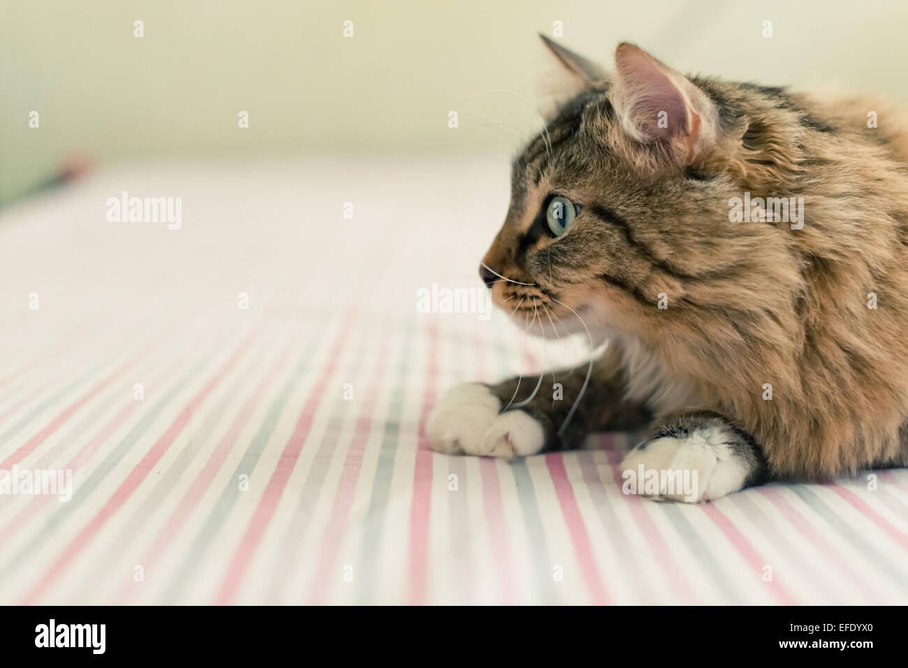 Grey Cat Lying On Bed Stock Photo Alamy