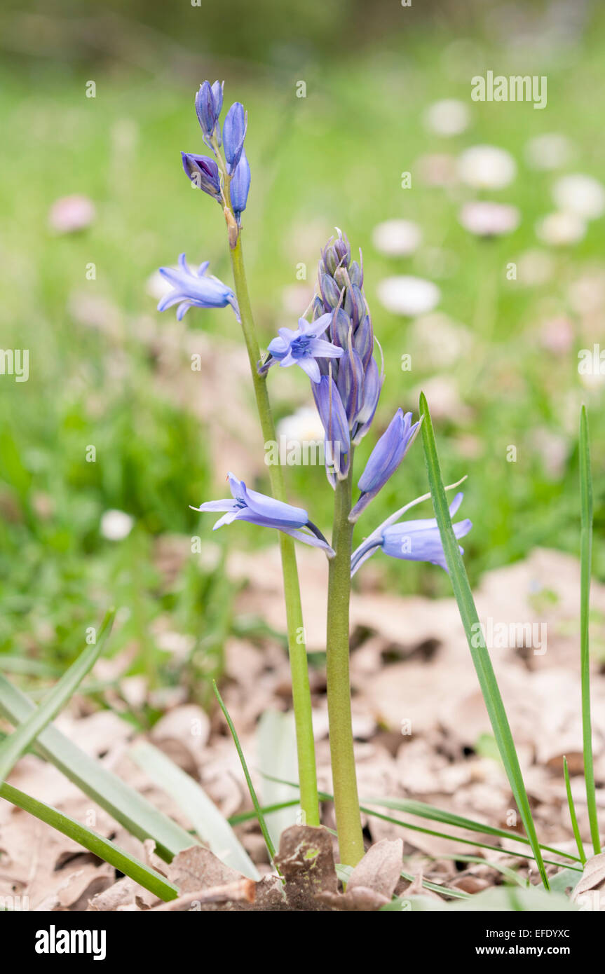 Flowers of Spanish bluebell, Hyacinthoides hispanica. It is a spring