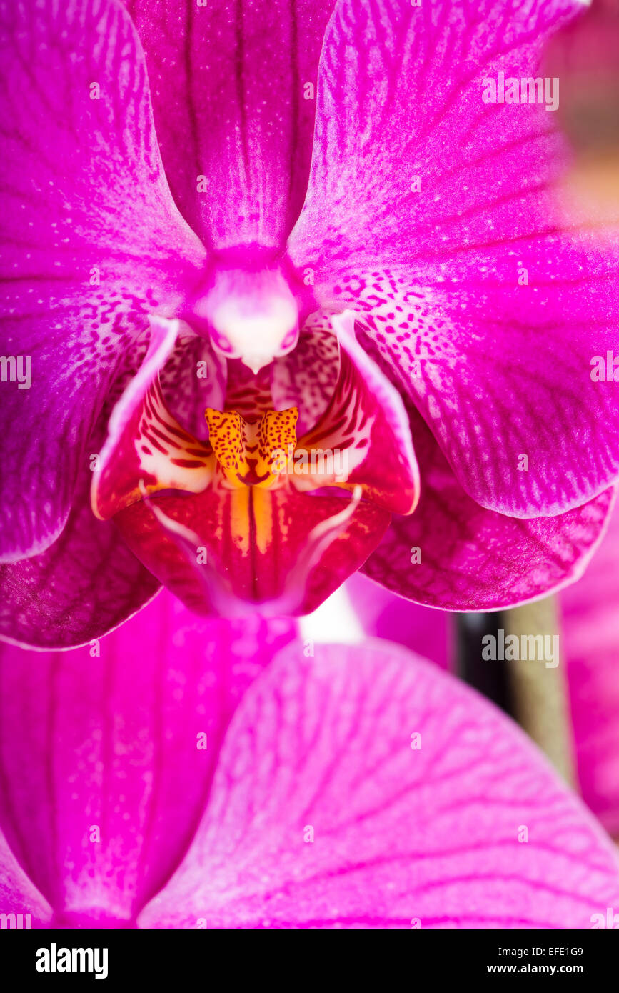 Tropical pink orchid isolated over white background Stock Photo - Alamy