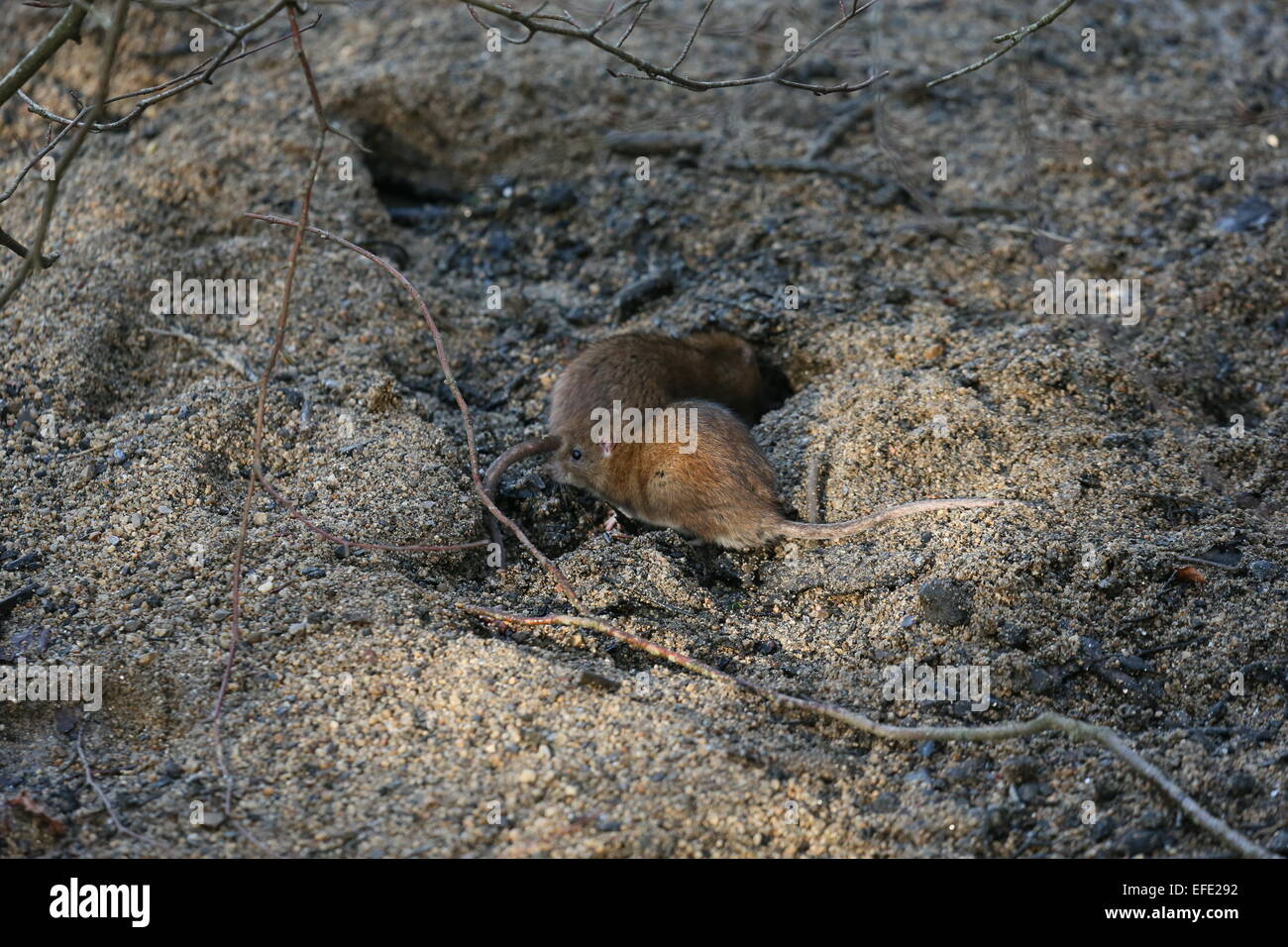 Marlay Park Dublin High Resolution Stock Photography and Images - Alamy
